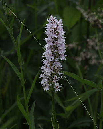 Common spotted orchid