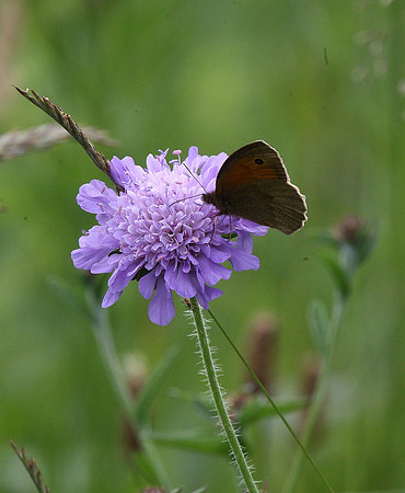 Meadow brown