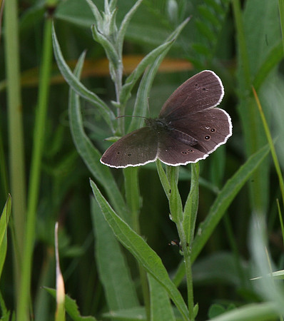 Ringlet