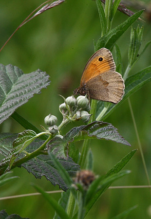 Meadow brown