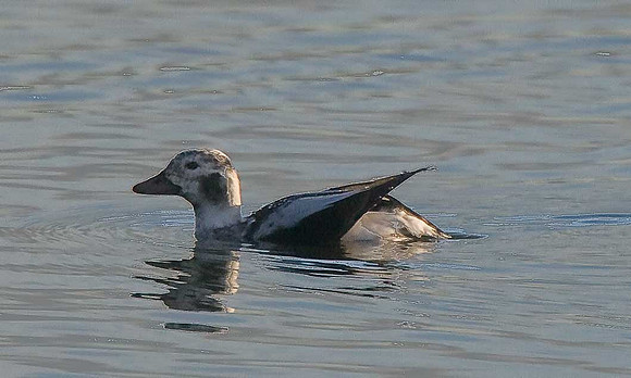 Long-tailed Duck