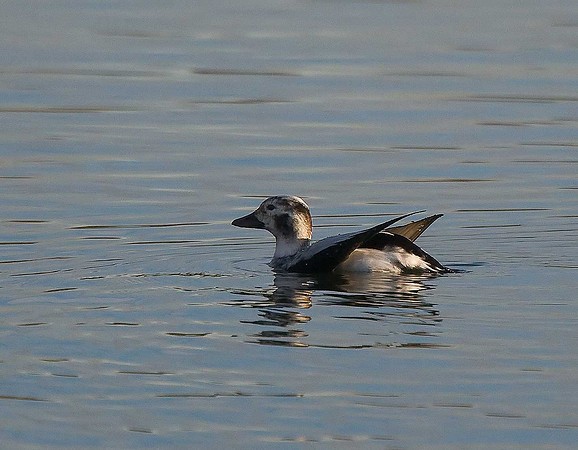 Long-tailed Duck
