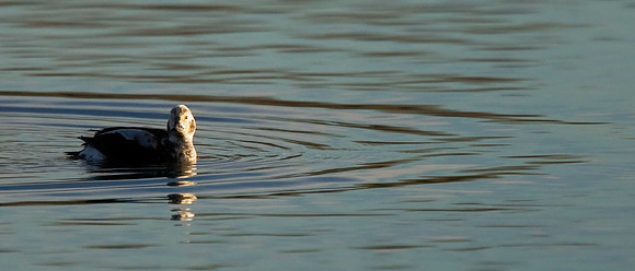 Long-tailed Duck