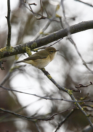 Chiffchaff