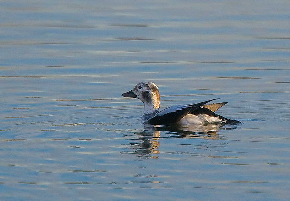 Long-tailed Duck