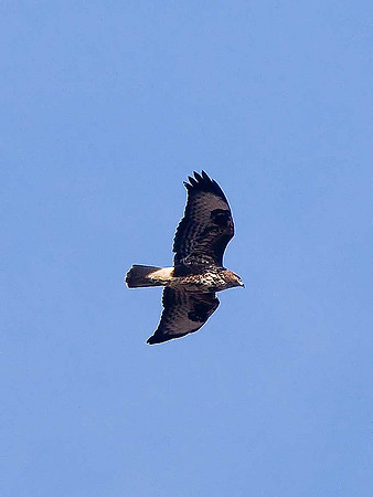 Common Buzzard