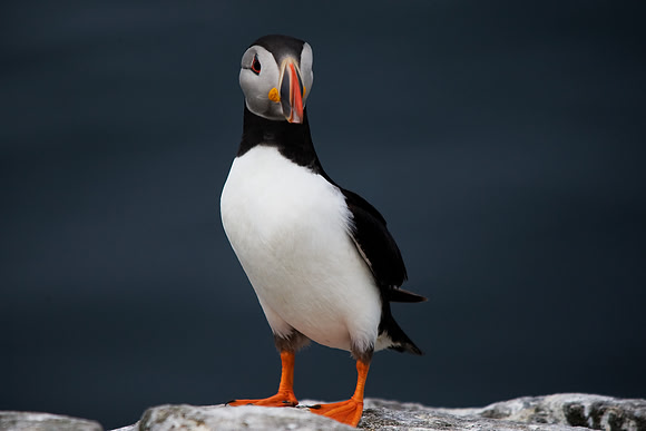 Puffin