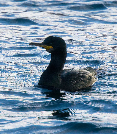 Shag