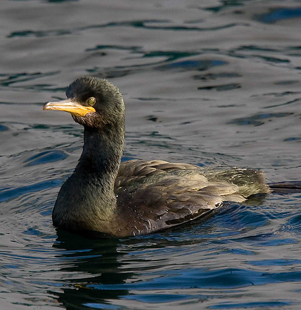Shag