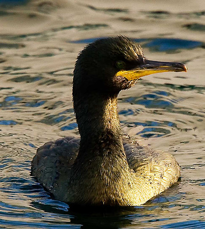 Shag