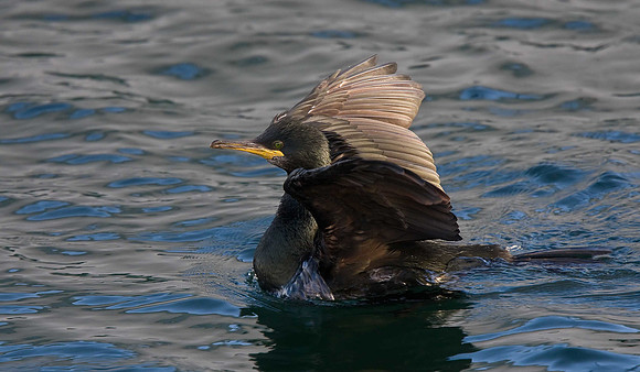 Shag