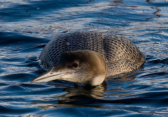 Great Northern Diver