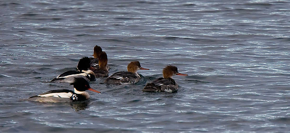Red-breasted Merganser