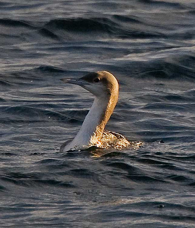 Black-throated Diver