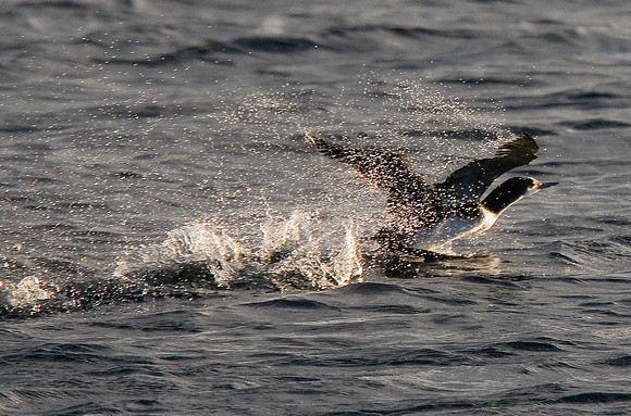 Black-throated Diver