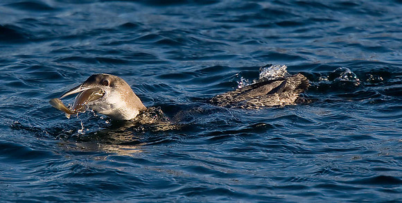 Great Northern Diver