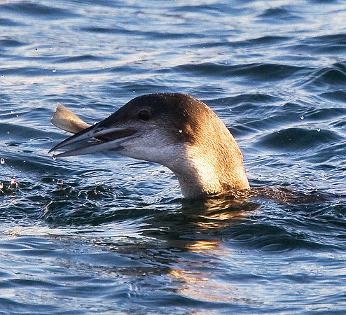 Great Northern Diver
