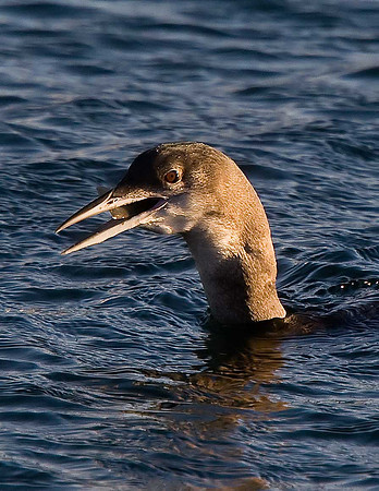 Great Northern Diver