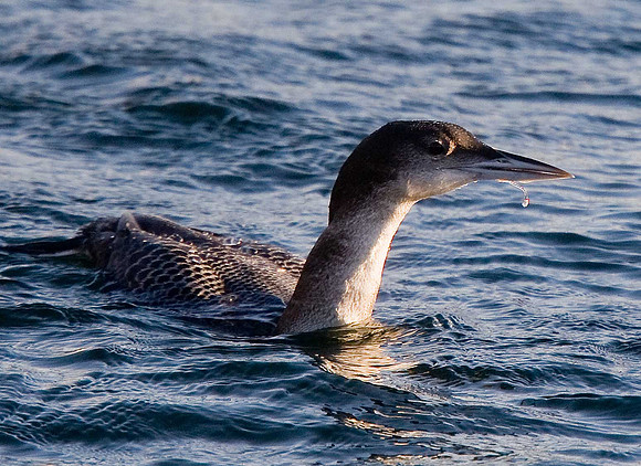 Great Northern Diver