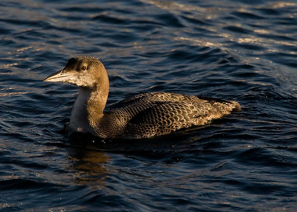 Great Northern Diver