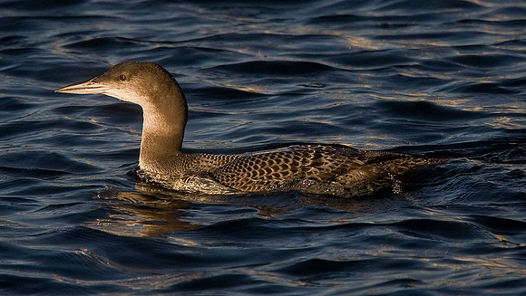 Great Northern Diver