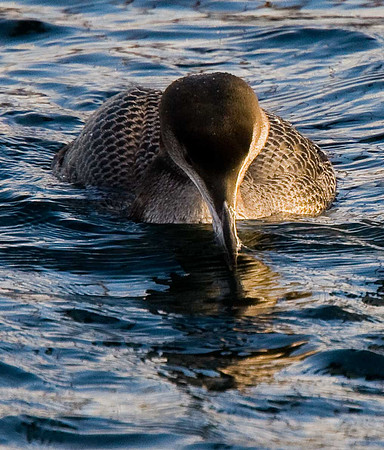 Great Northern Diver