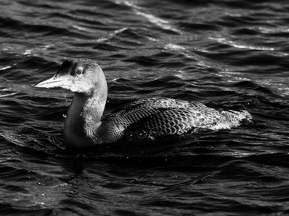 Great Northern Diver