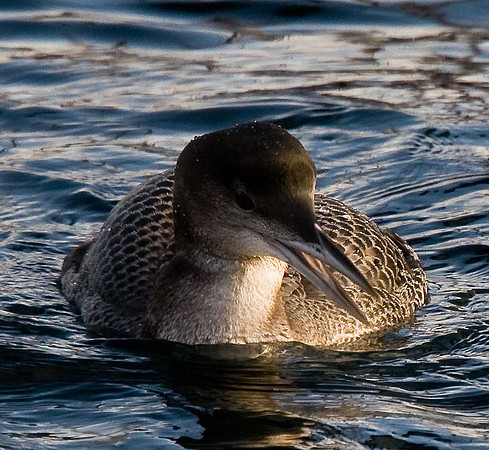 Great Northern Diver
