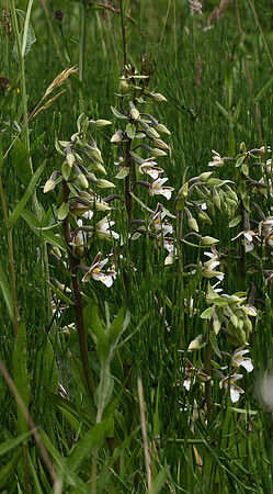 Marsh helleborine