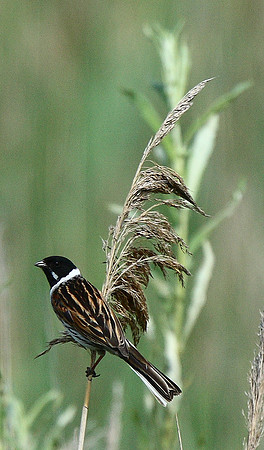 Reed Bunting