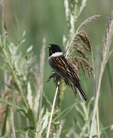 Reed Bunting