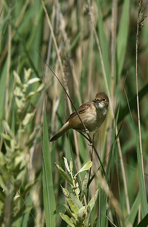 Reed Warbler