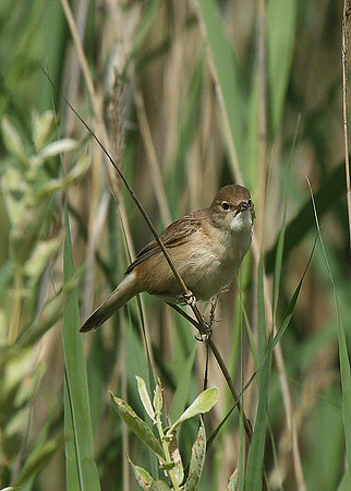 Reed Warbler