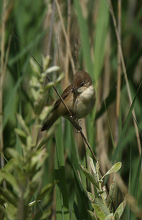 Reed Warbler