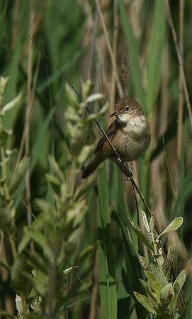 Reed Warbler