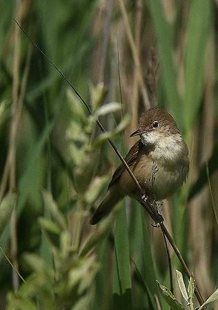 Reed Warbler