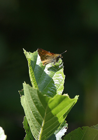 Large Skipper