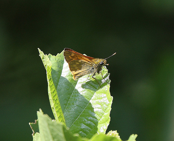Large Skipper