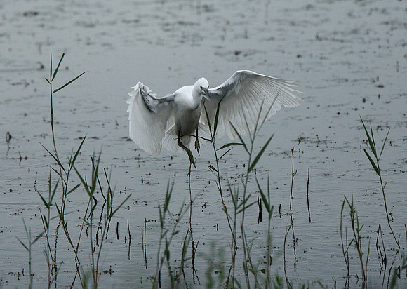 Little Egret