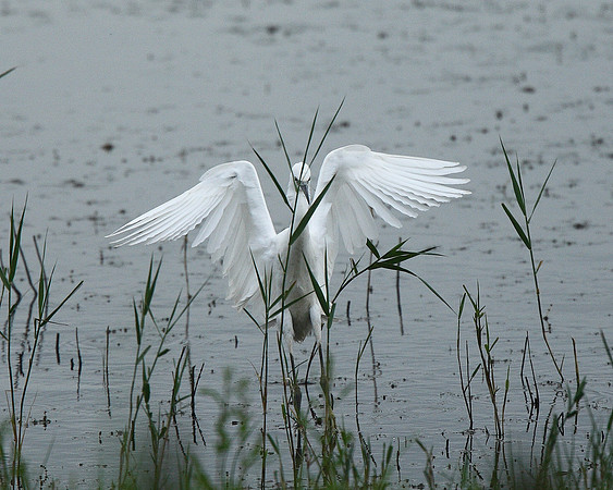 Little Egret