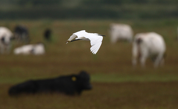 Little Egret
