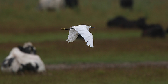 Little Egret