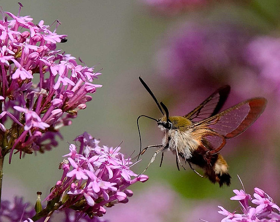 Broad-bordered Bee Hawk Moth
