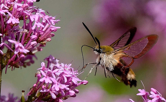 Broad-bordered Bee Hawk Moth