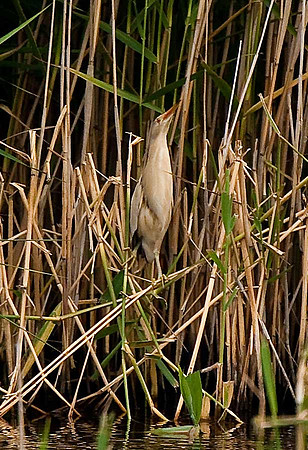 Little Bittern