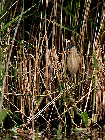 Little Bittern