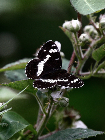 White Admiral