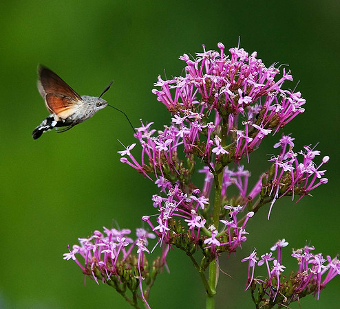 Humming-bird Hawk Moth