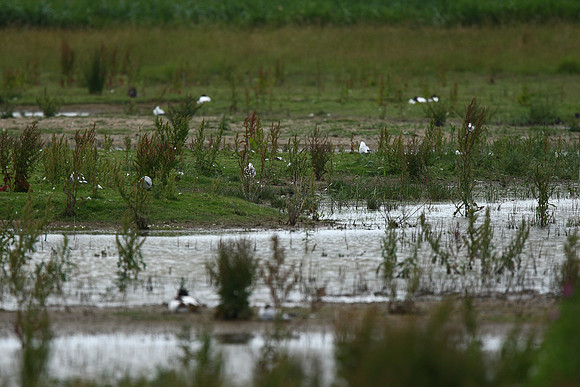White-winged Black Tern