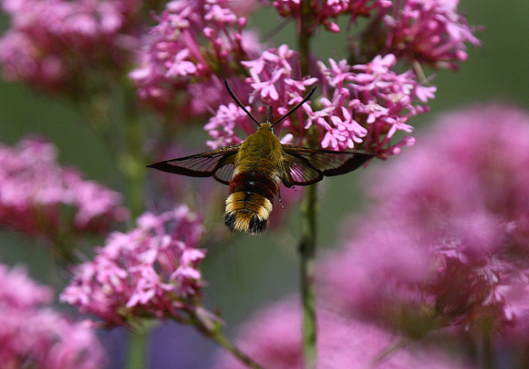 Broad-bordered Bee Hawk Moth